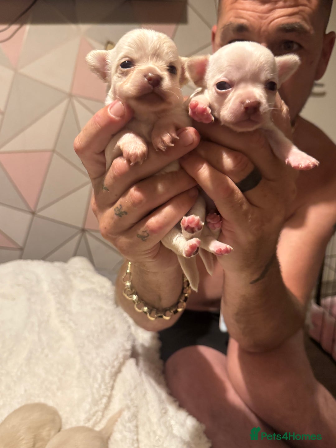 Chihuahua dogs for sale: Double chocolate platinum baby’s  - Image 34
