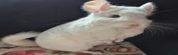 Chinchilla rodents for sale: A verity of Chinchillas rpa/rpac - Advert 4