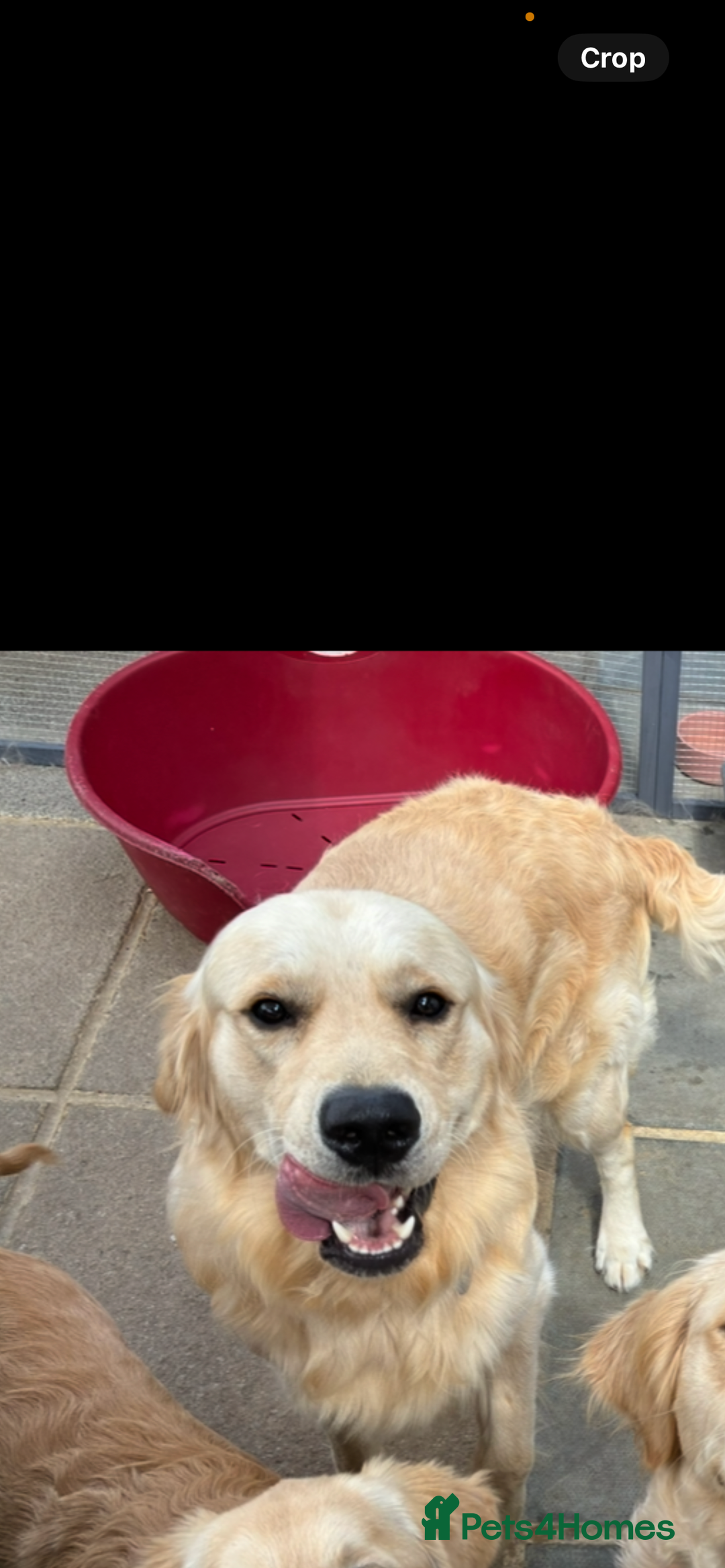 Golden Retriever dogs for stud: Golden retriever stud  - Advert 5