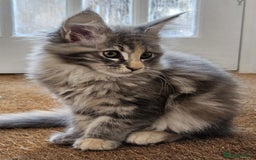Maine Coon cats for sale: XL Maine Coon kittens - Image 17