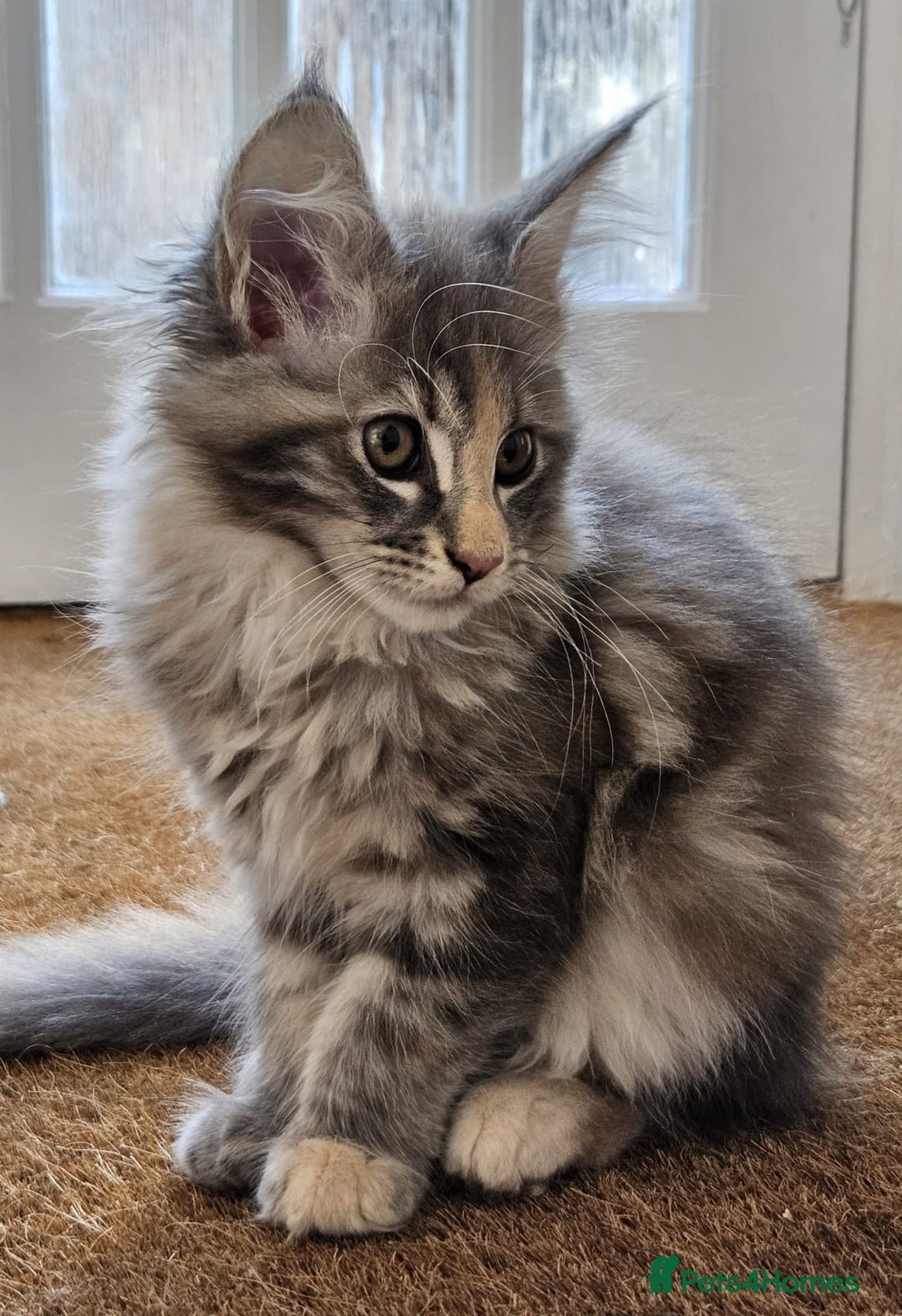 Maine Coon cats for sale: XL Maine Coon kittens - Image 17