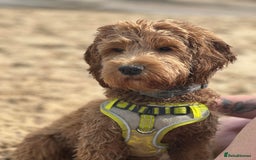 Cockapoo dogs for stud: Stud dog (not for sale) - Image 7