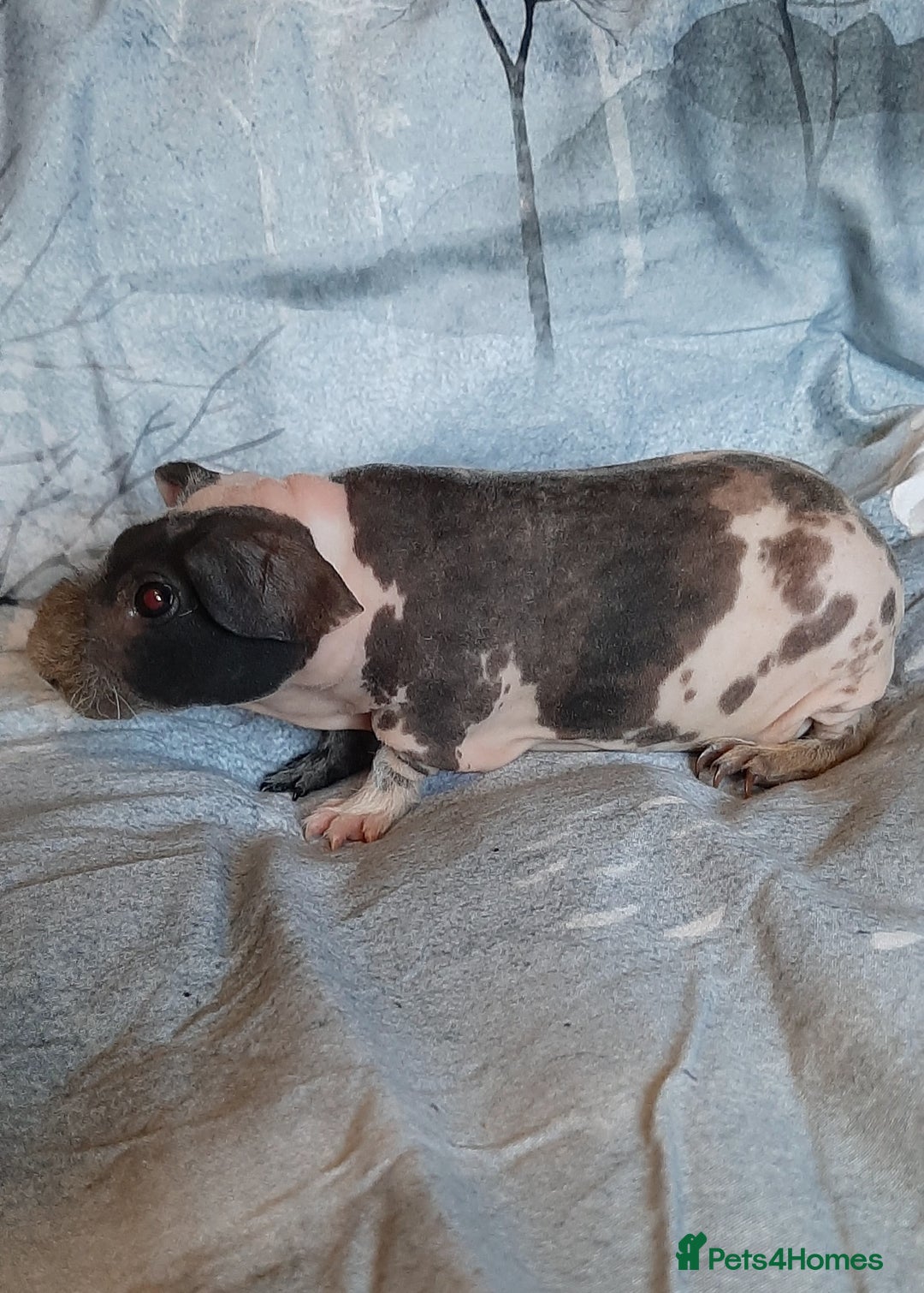 Guinea Pig rodents for sale: Skinny pig dalmation  - Advert 5