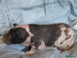 Guinea Pig rodents Skinny pig dalmation - Advert 17