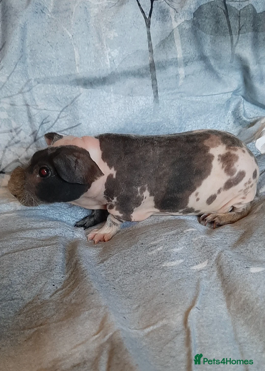Guinea Pig rodents for sale: Skinny pig dalmation  - Advert 1