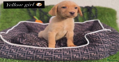 Labrador Retriever dogs - Advert 7
