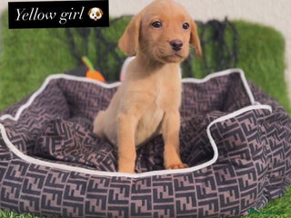 Labrador Retriever dogs - Advert 2