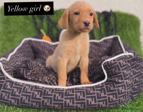 Labrador Retriever dogs - Advert 11