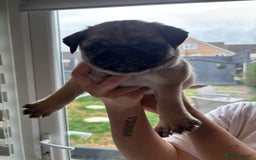 Pug dogs for sale: 🐾 Adorable Pug Puppies for Sale – £700 Each 🐾 - Image 4