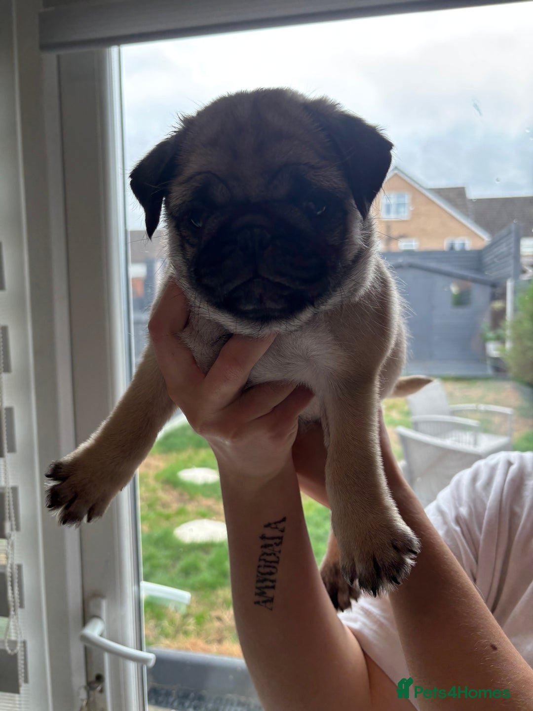 Pug dogs for sale: 🐾 Adorable Pug Puppies for Sale – £700 Each 🐾 - Image 4