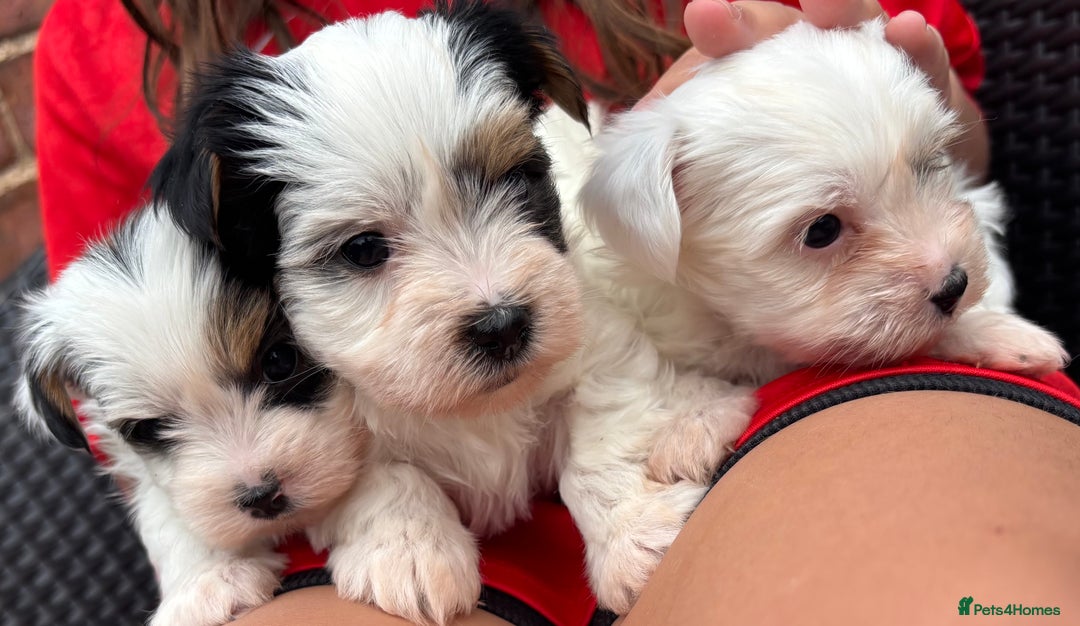 Biewer Terrier dogs for sale: Beautiful biewer terrier puppies 🩷 - Image 28