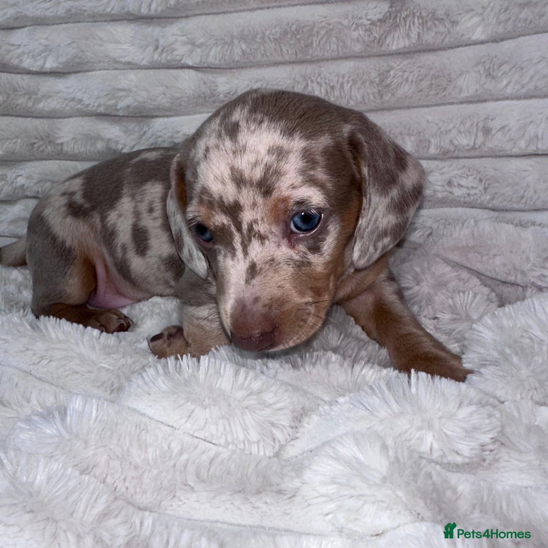 Miniature Dachshund dogs for sale: kc miniature dachshunds  - Image 12