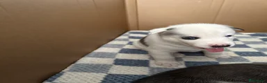 Siberian Husky 4