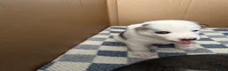 Siberian Husky dogs for sale: Siberian husky pups in Sutton-in-Ashfield - Advert 3