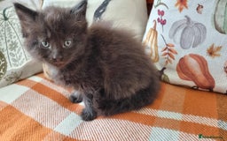 Mixed Breed cats for sale: Gorgeous Large Maine Coon Cross Kittens - Image 9