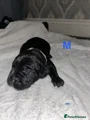 Cane Corso Puppy 7