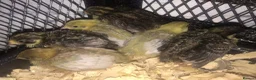 Quail poultry for sale: QUAIL HATCHING EGGS/CHINESE PAINTED BUTTONS - Advert 9