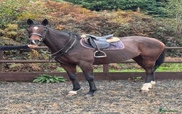 English Thoroughbred horses for sale: 16'1 ROR Eligible Sweetheart  - Image 6