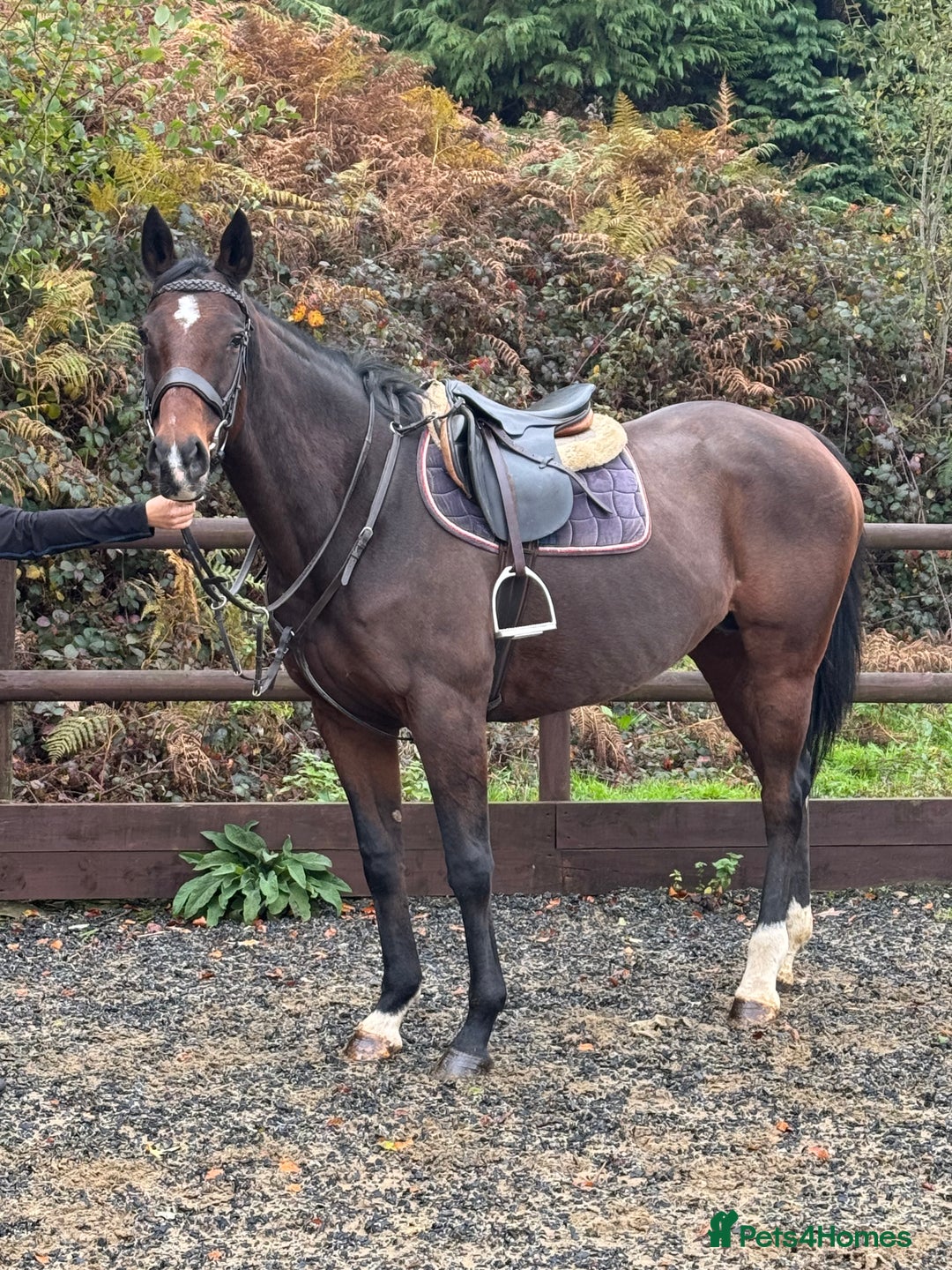 English Thoroughbred horses for sale: 16'1 ROR Eligible Sweetheart  - Image 6