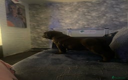 Old Tyme Bulldog dogs for sale: Chocolate male for sale  - Advert 10