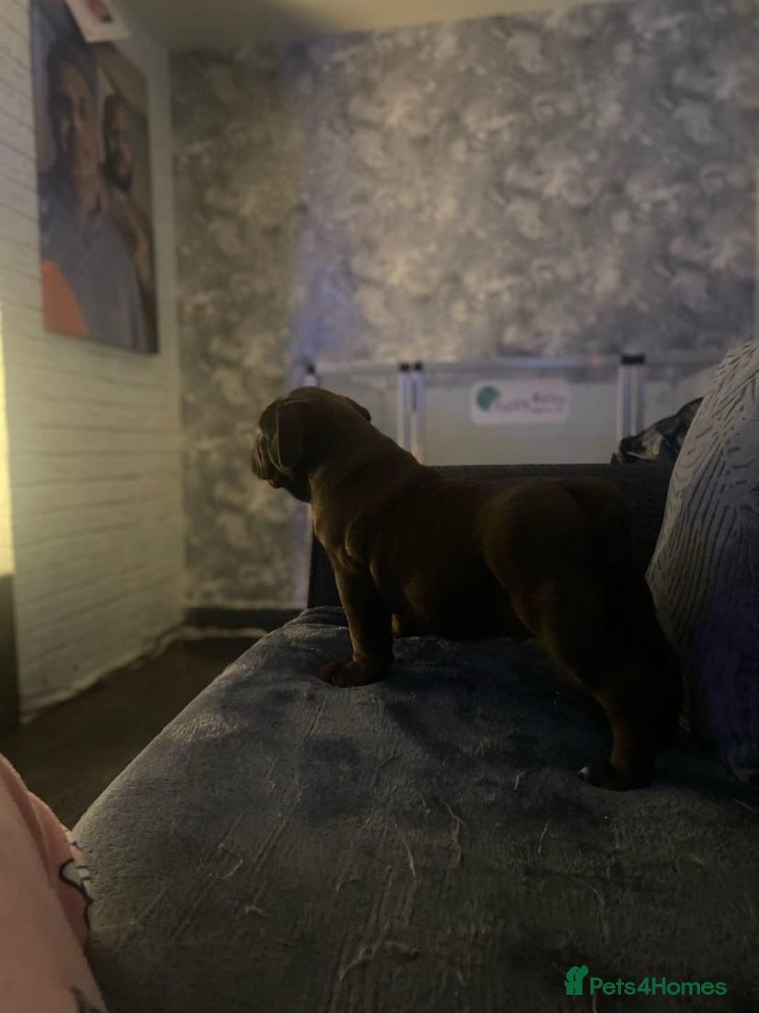 Old Tyme Bulldog dogs for sale: Chocolate male for sale  - Advert 10