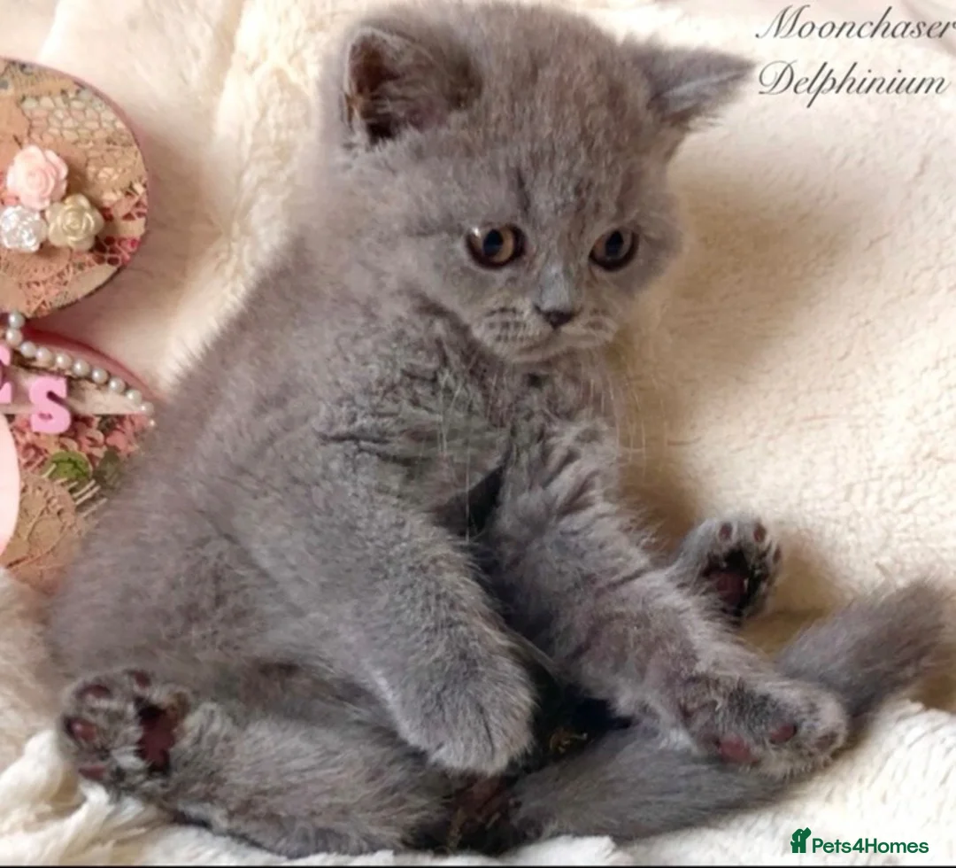 British Shorthair cats for sale: Gorgeous British Shorthairs Available - Registered - Advert 2