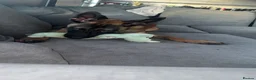 Belgian Shepherd Dog dogs for sale: 9 month old belgium malinois - Advert 10