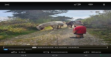 Tinker horses - Advert 4