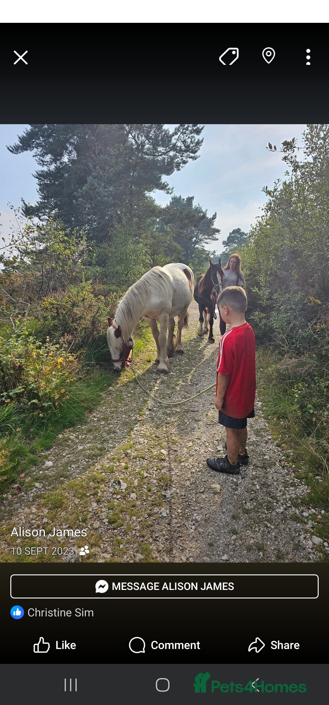 Tinker horses for sale: Smarty Marty 3 year old coloured gelding   - Image 3