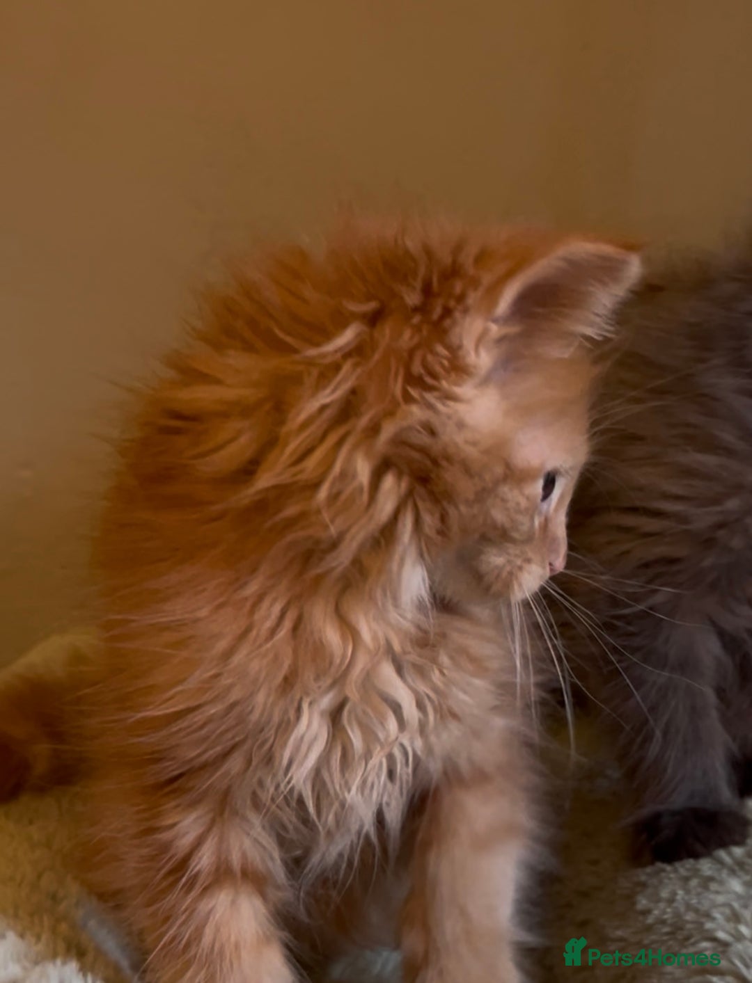 Maine Coon cats for sale: Pedigree Maine coon kittens READY NOW - Image 10