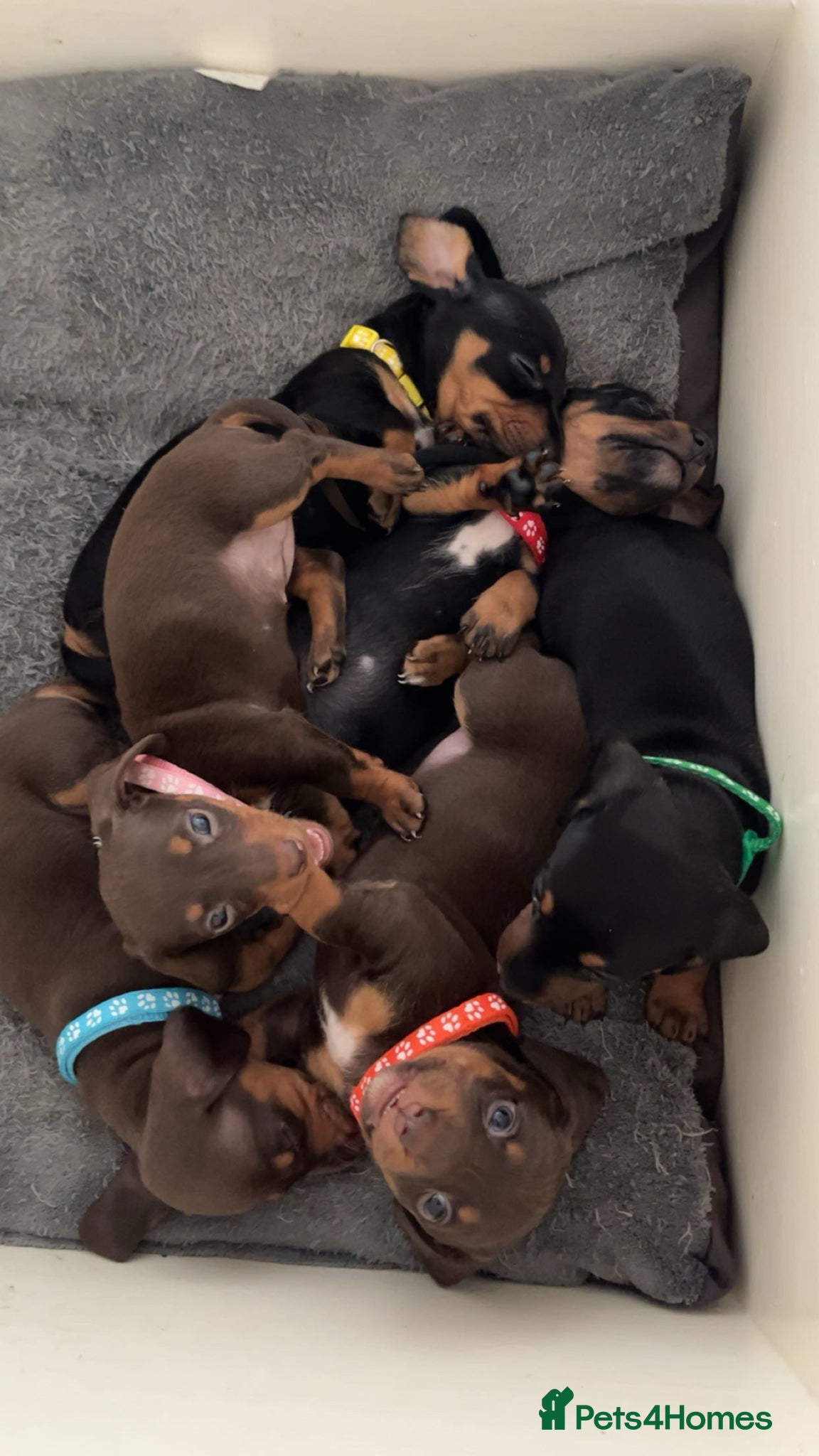 Dachshund dogs Dachshund puppies - Advert 5