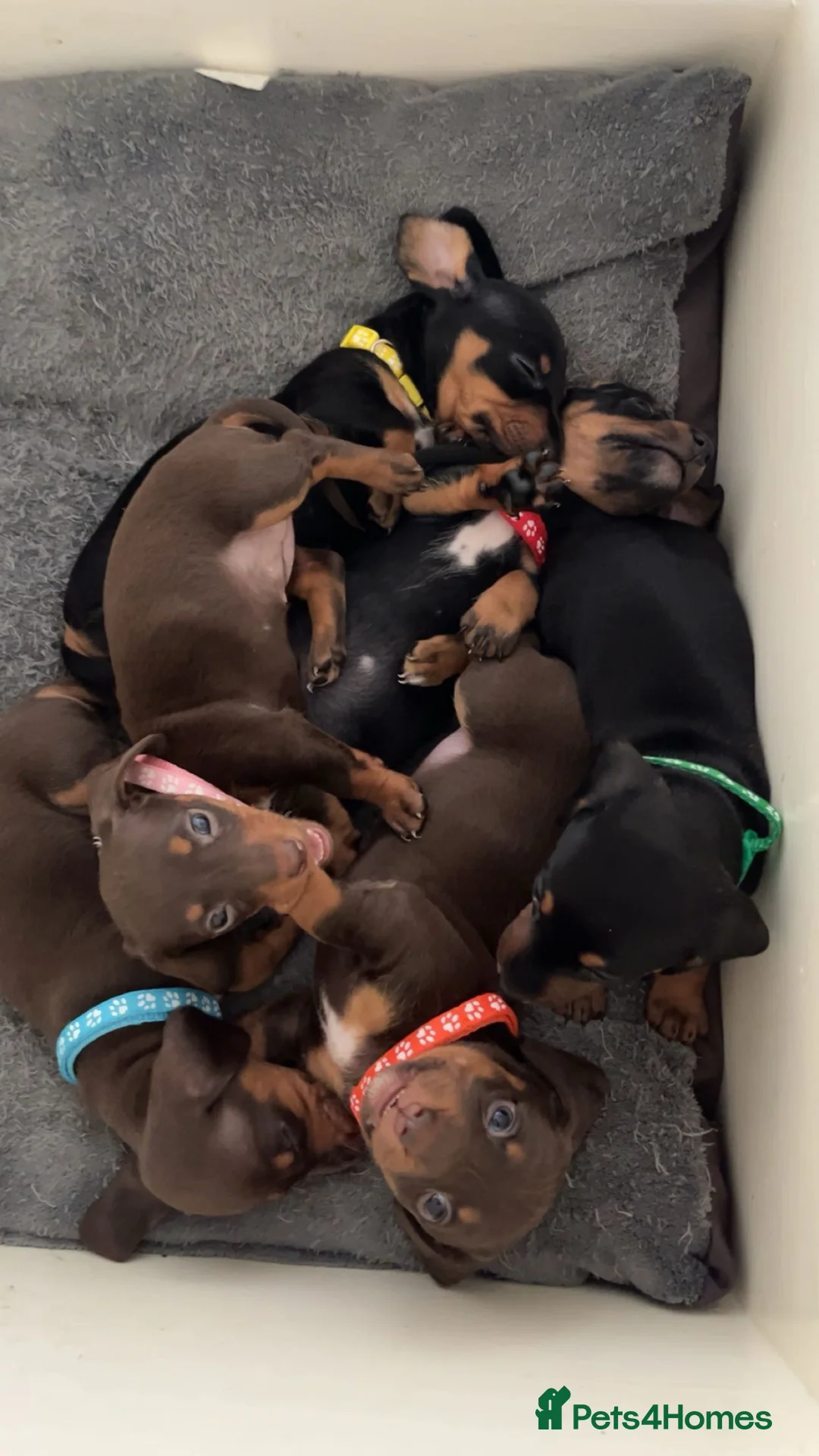 Dachshund dogs for sale: Dachshund puppies - Advert 1