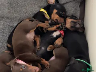 Dachshund dogs Dachshund puppies - Advert 5