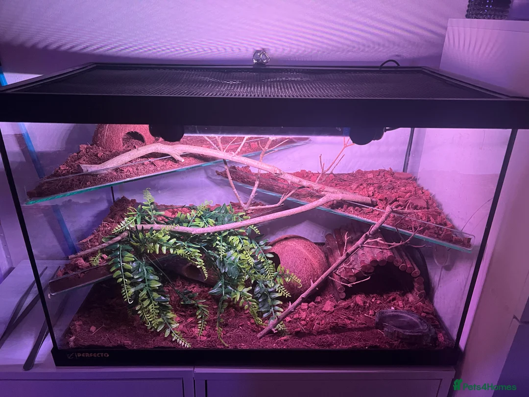 Corn Snake reptiles for sale: 2x corn snakes £150 each with full setup  - Advert 5