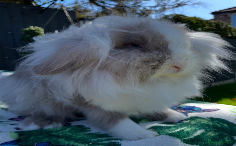 Mini Lion Lop rabbits in Cheadle - Advert 10