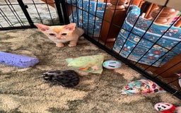 Burmese cats for sale: A fantastic litter of 7 Burmese babies  - Image 32