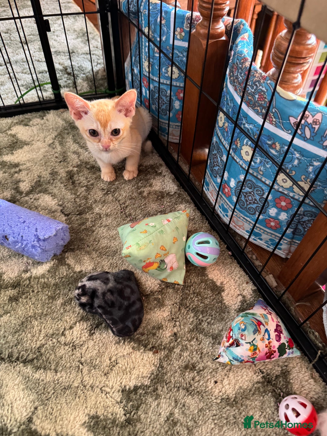 Burmese cats for sale: A fantastic litter of 7 Burmese babies  - Image 32