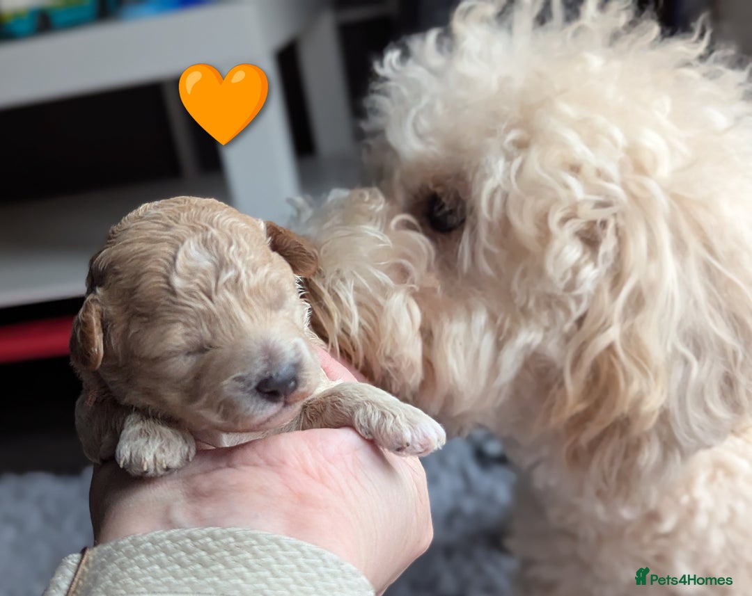 Poochon dogs for sale: 🐾 Adorable F1b Poochon Puppies - Ready November🐾 - Image 21