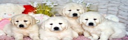 Golden Retriever dogs for sale: Adorable cream golden retriever puppies - Advert 1