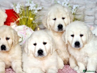 Golden Retriever dogs Adorable cream golden retriever puppies - Advert 3