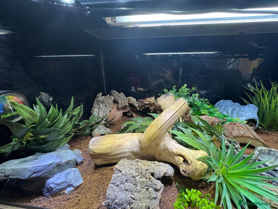 Leopard Gecko reptiles for sale: Leopard gecko with full setup  - Image 5