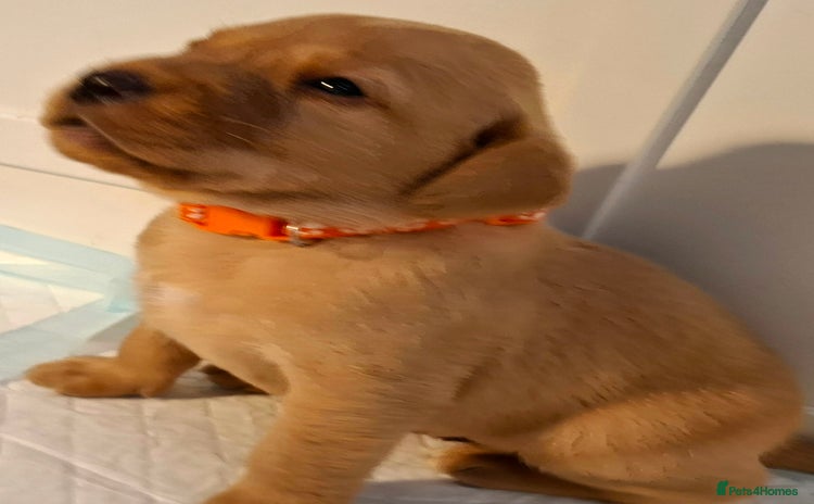 Labrador Retriever dogs - Advert 6