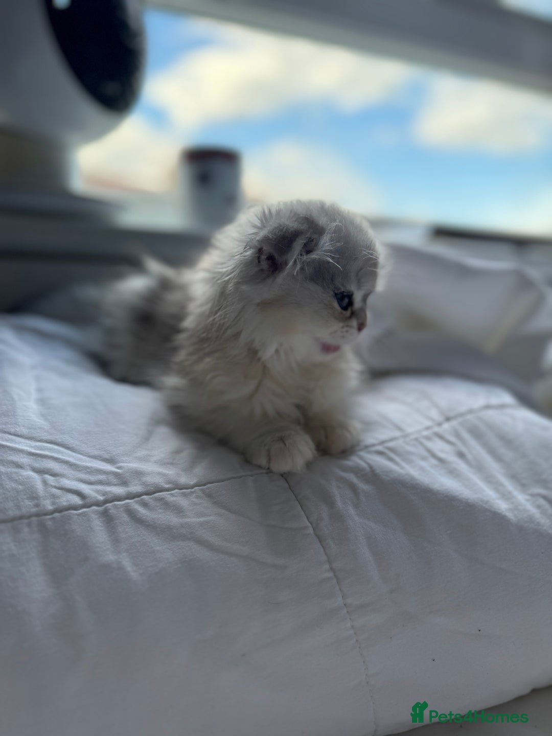 Scottish Fold cats for sale: Scottish Fold Kittens Variety of Colours - Image 28
