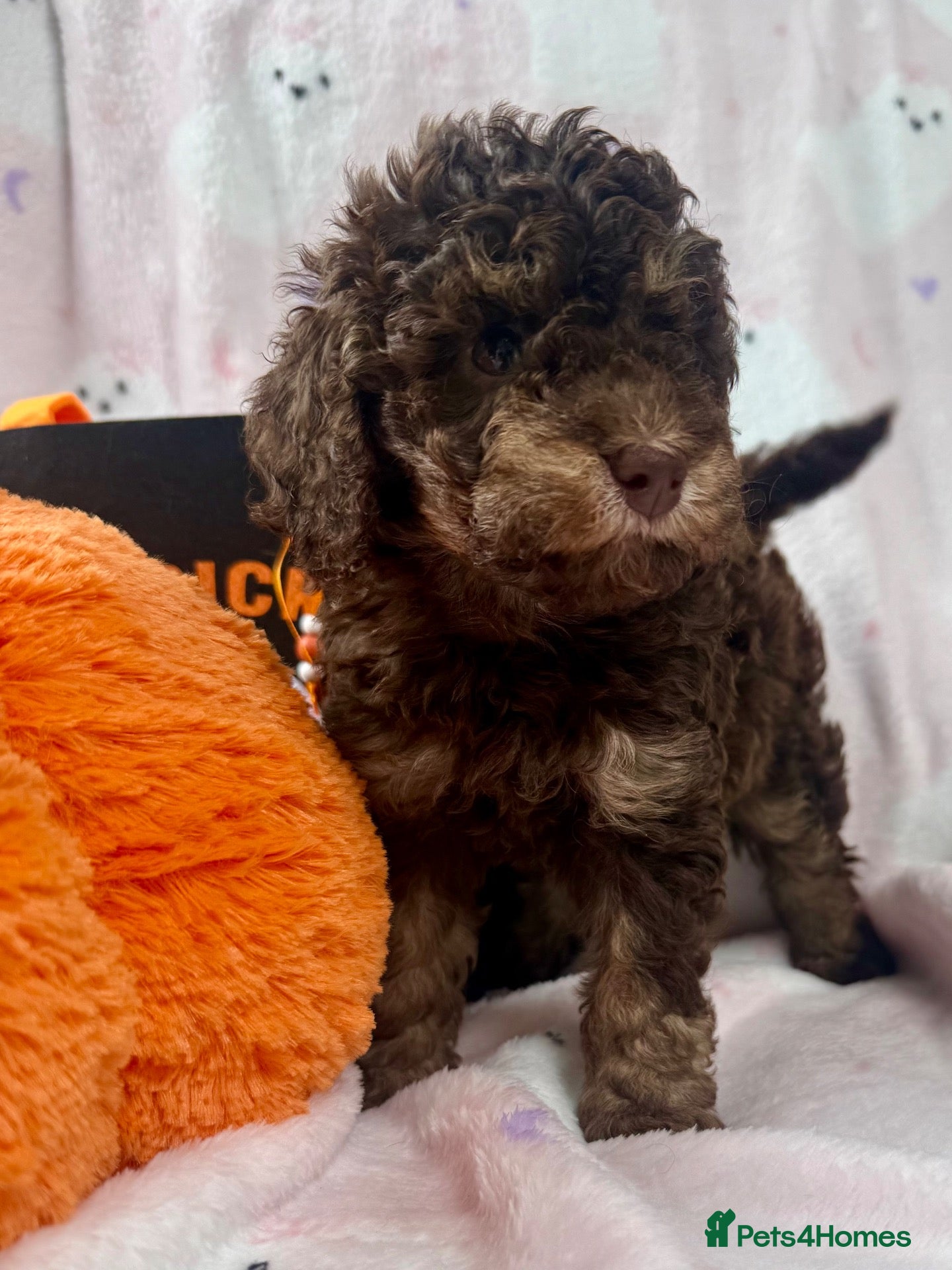 Cavapoo dogs Lovely health tested Cavapoo pups  - Advert 1