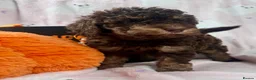 Cavapoo dogs for sale: Lovely health tested Cavapoo pups  - Advert 1