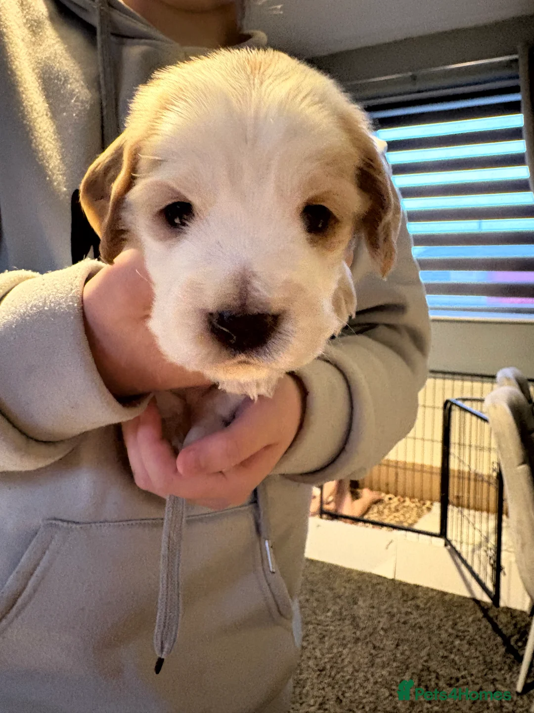 Cocker Spaniel dogs for sale: Cocker spaniel puppies  in Rotherham - Advert 25