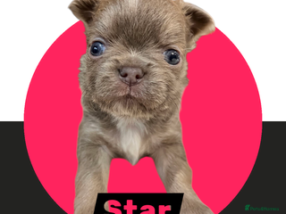 Chihuahua dogs Chihuahua - Amazing Fluffy boys - Advert 2