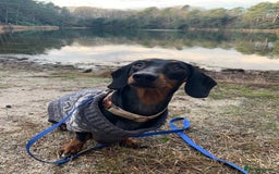 Dachshund dogs for sale: DACHSHUND PUPPIES FOR SALE  - Image 11