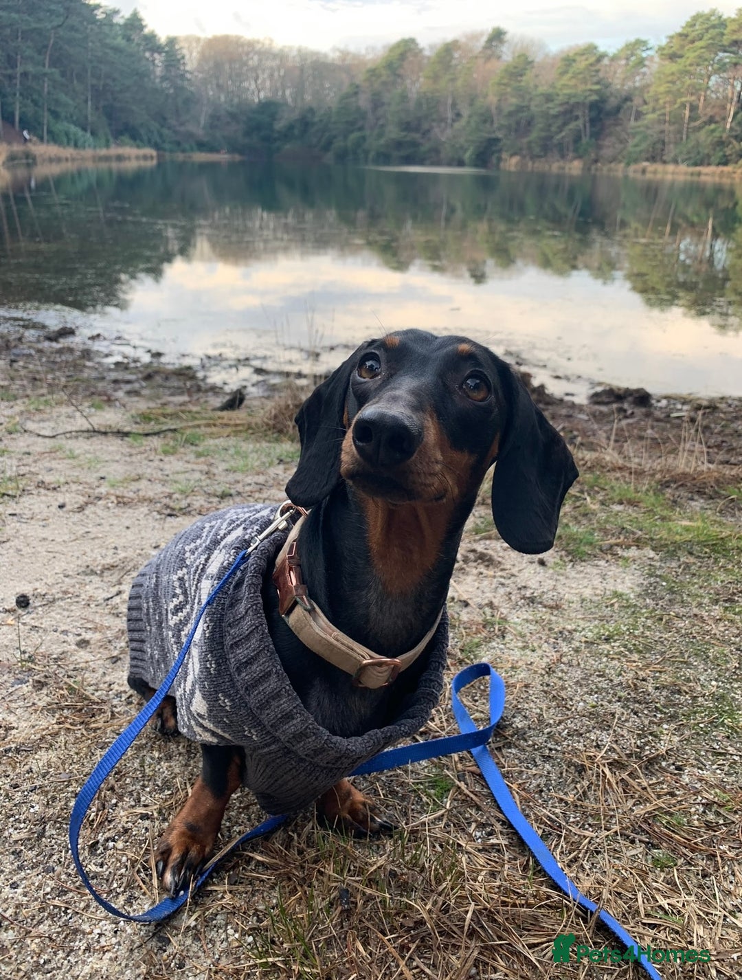 Dachshund dogs for sale: DACHSHUND PUPPIES FOR SALE  - Image 11