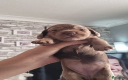 Mixed Breed dogs for sale: Cocker spaniel, dachshund mix  - Image 8